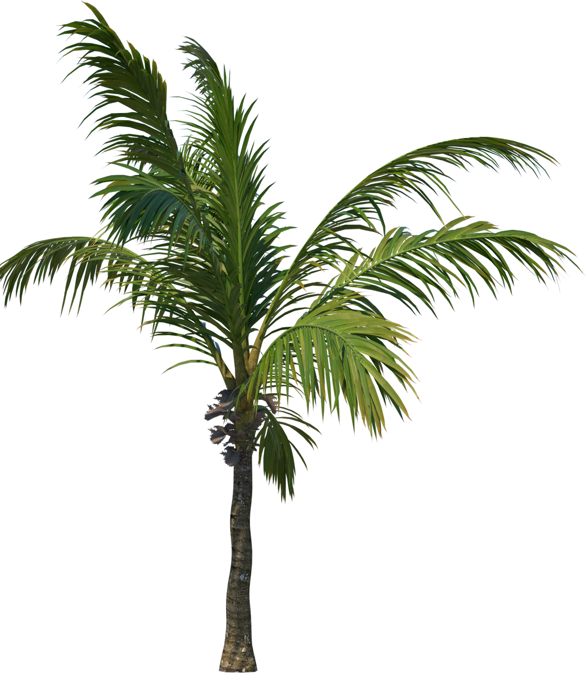 Coconut tree palm
